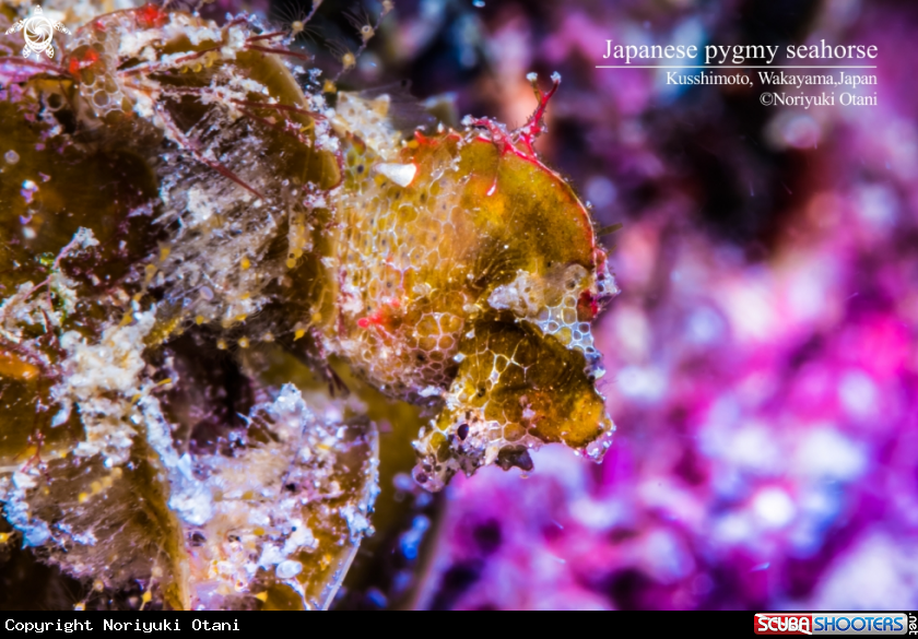 A Japanese pygmy seahorse