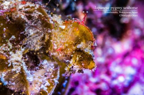 A Hippocampus japapigu Short, Smith, Motomura, Harasti & Hamilton, 2018 | Japanese pygmy seahorse