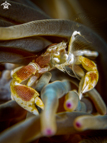 A Anemone Porcelain Crab 