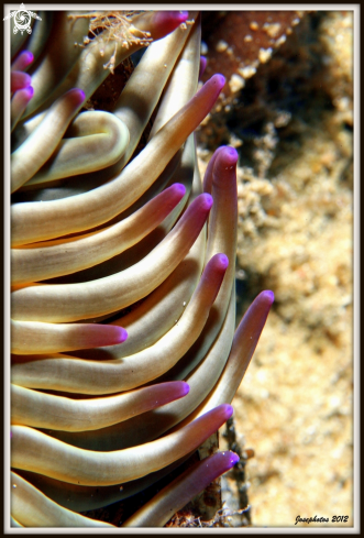 A Condylactis aurantiaca | Anthozoa