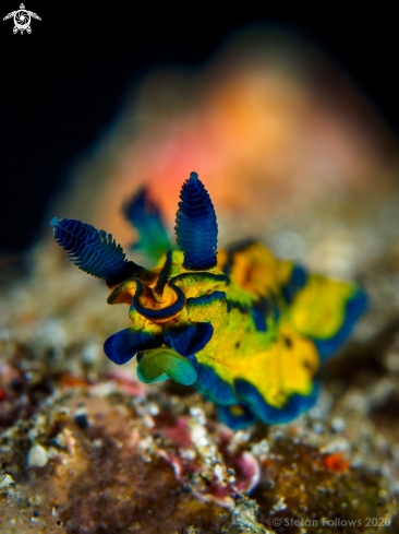 A Tambja sp. | Nudibranch