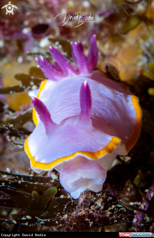 A Nudibranch Felimida