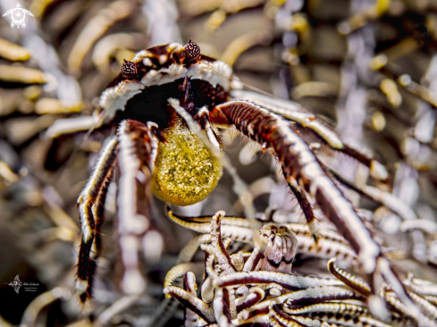 A Elegant Crinoid Squat Lobster