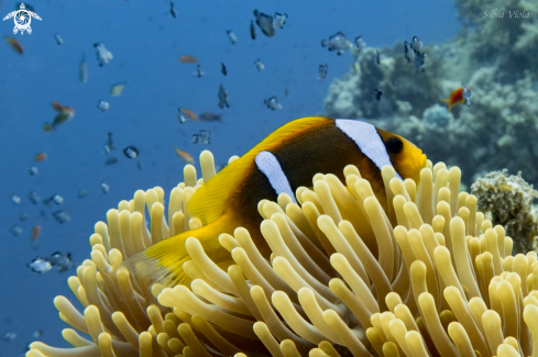 A Amphiprion bicinctus | Two-banded Anemonefish