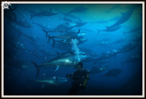 A thunnus thynnus | Atlantic bluefin tuna