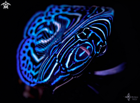 A Emperor Angelfish Juvenil