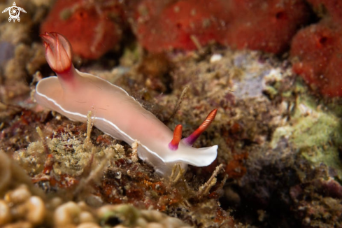 A Nudibranch 