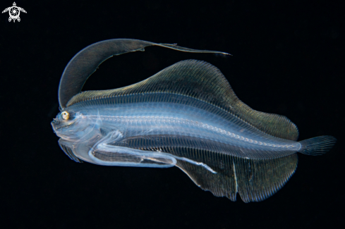 A Flounder