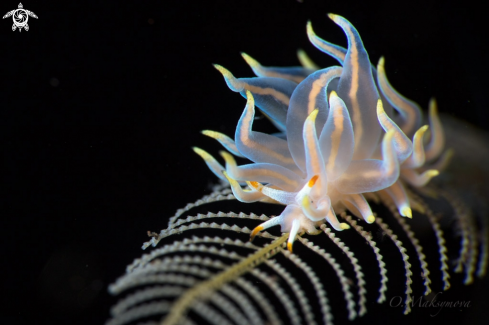 A Nudibranch Tenellia sp. 62 NSSI-2