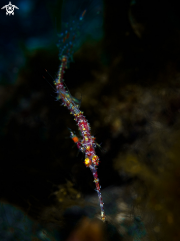 A Solenostomus paradoxus | Ornate Ghost Pipefish