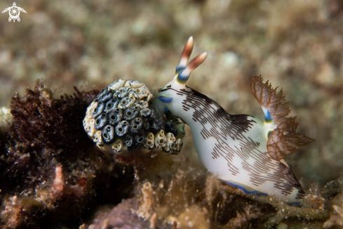 A Nudibranch 