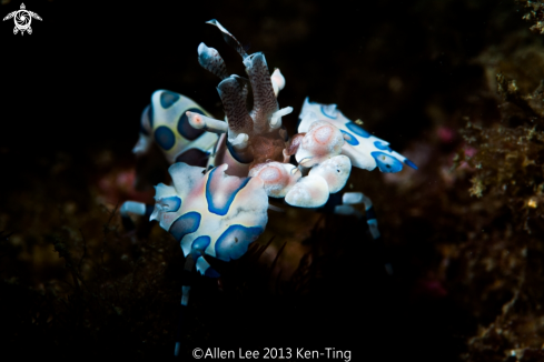 A Hymenocera elegans | Harlequin Shrimp