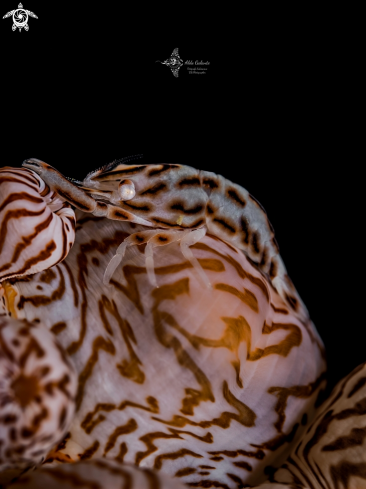 A Izucaris masudai (Okuno, 1999) | Leopard Anemone Shrimp