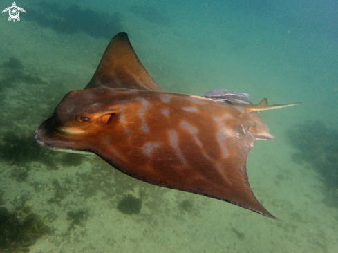 A Southern eagle ray