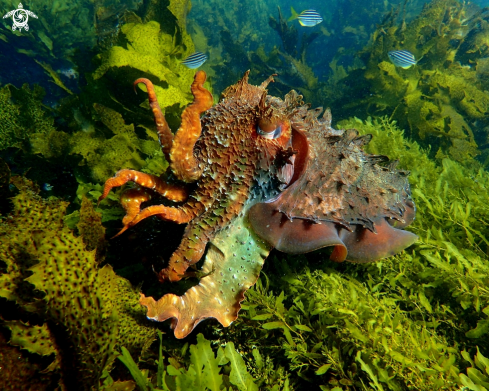 A Australian giant cuttlefish