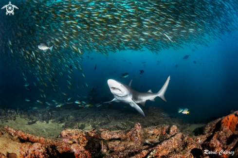 A Bull shark