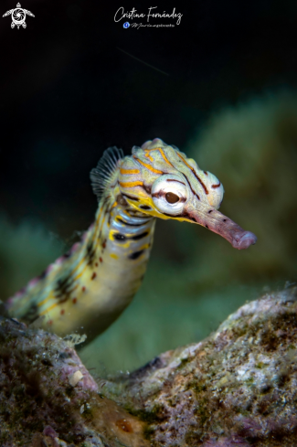 A Corythoichthys flavofasciatus - Netwrok pipefish | Pipefish