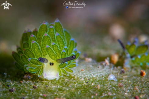 A Nudibranch