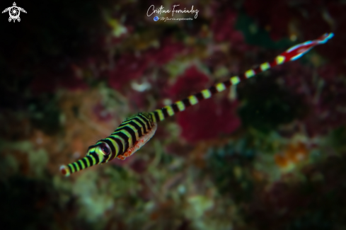 A Doryamphus dactyliophorus - Banded pipefish | Pipefish