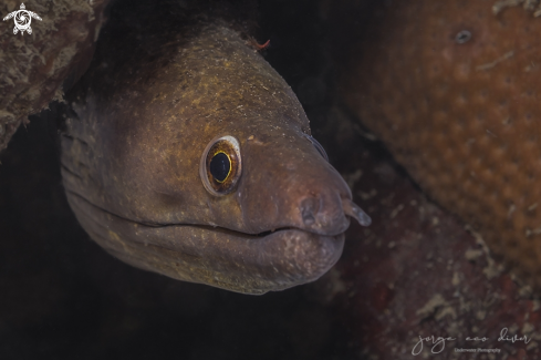 A Gymnothorax vicinus | Purplemouth moray