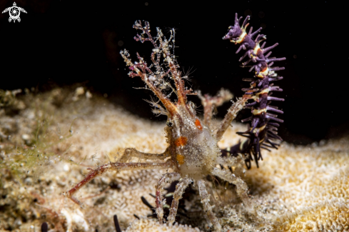 A Decorator crab