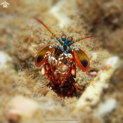 A Odontodactylus scyllarus | Peacock Mantis shrimp
