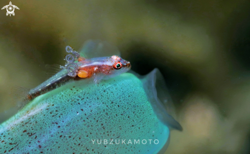 A Goby fish