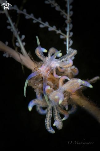 A Nudibranch Phyllodesmium poindimiei 