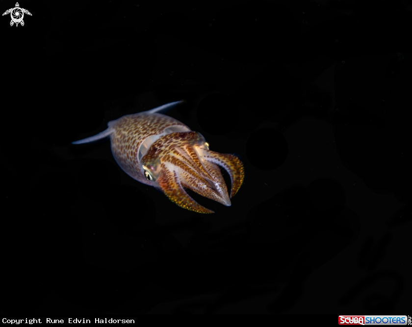A Common Eropean squid