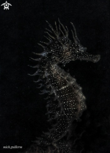 A Hippocampus guttulatus 
