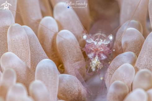 A Ancylomenes sp. | Shrimp
