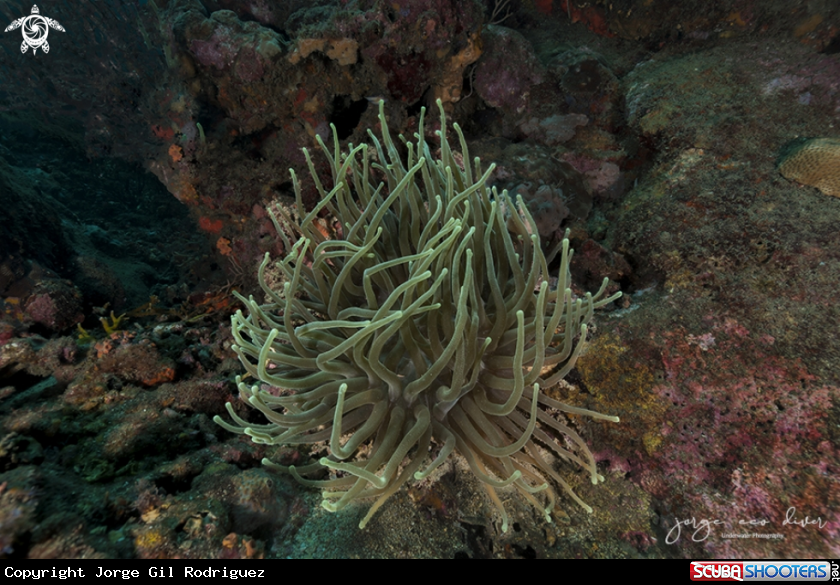 A Giant anemone of the caribbean