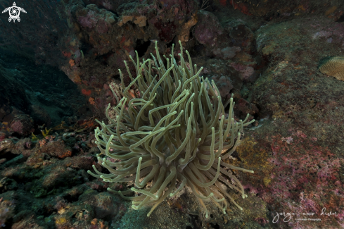 A Giant anemone of the caribbean