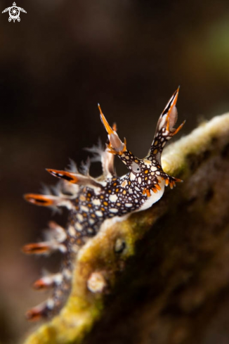 A Nudibranch 