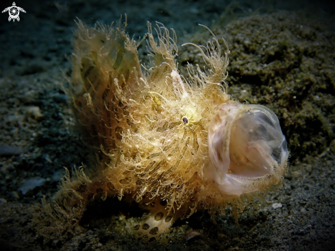 A Hairy frogfish