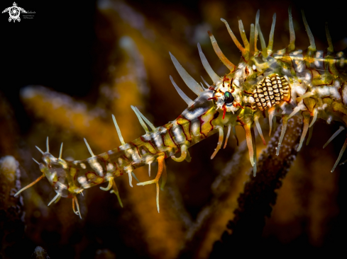 A Solenostomus paradoxus (Pallas, 1770)  | Ghost Pipefish