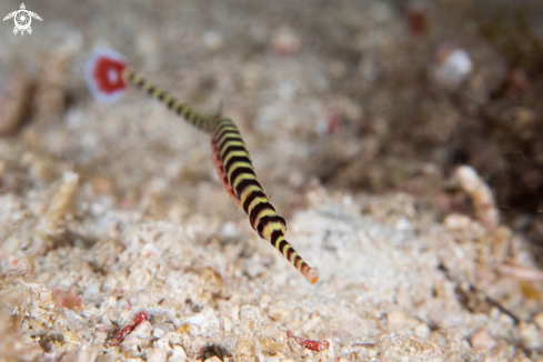 A Pipefish 