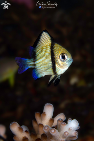 A Dascyllus reticulatus | Damselfish