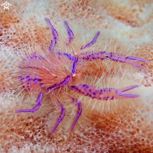 A Hairy Squat Lobster