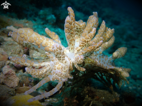 A Solar Powered Nudibranch