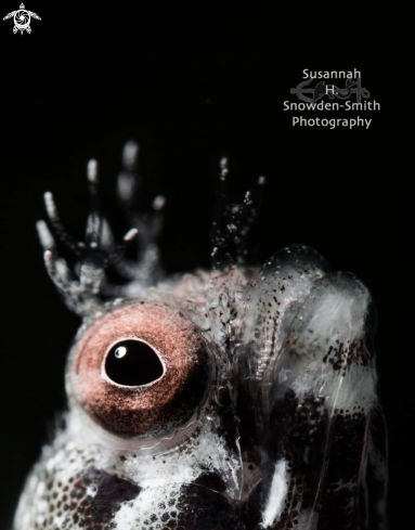 A Blenny