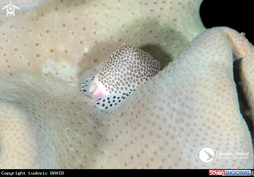 A Black-Spotted Egg Cowrie