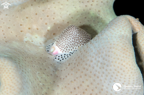 A Calpurnus verrucosus | Black-Spotted Egg Cowrie