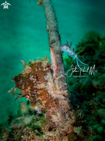 A Hippocampus hippocampus and Cratena peregrina | Hippocampe et Limace pélerine