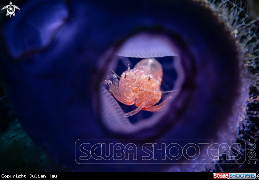 A Tunicate shrimp
