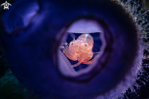 A Tunicate shrimp