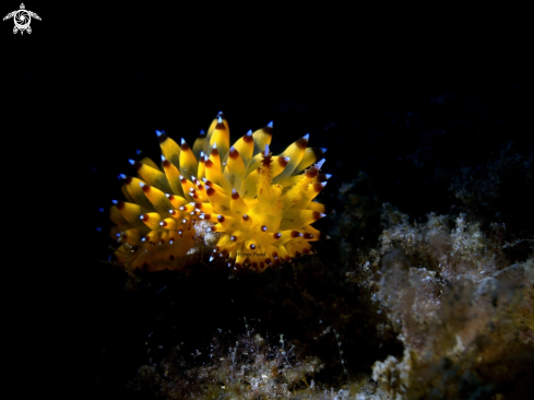 A Janolus sp