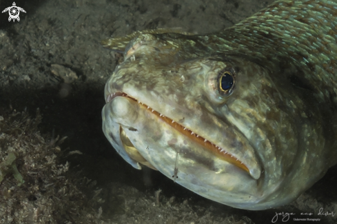 A Reef lizardfish