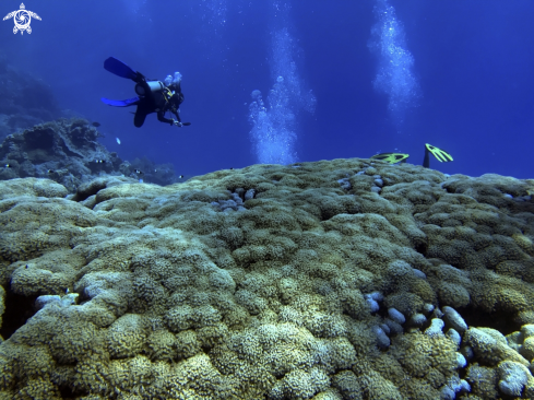 A Pulsating Soft Coral