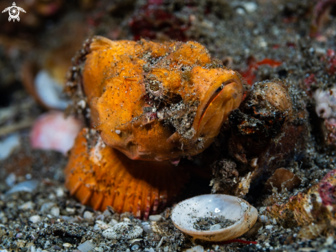 A Orange False Stonefish